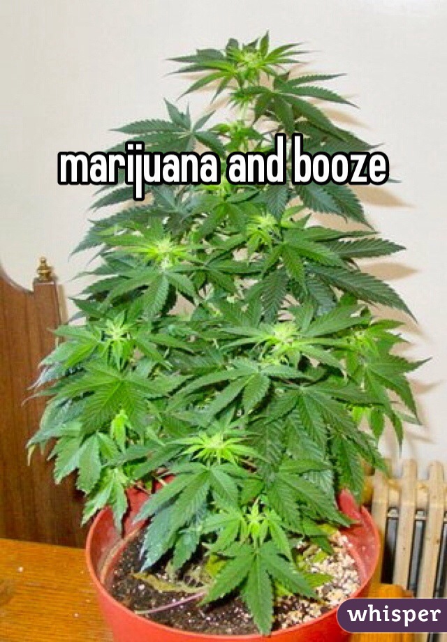 marijuana and booze