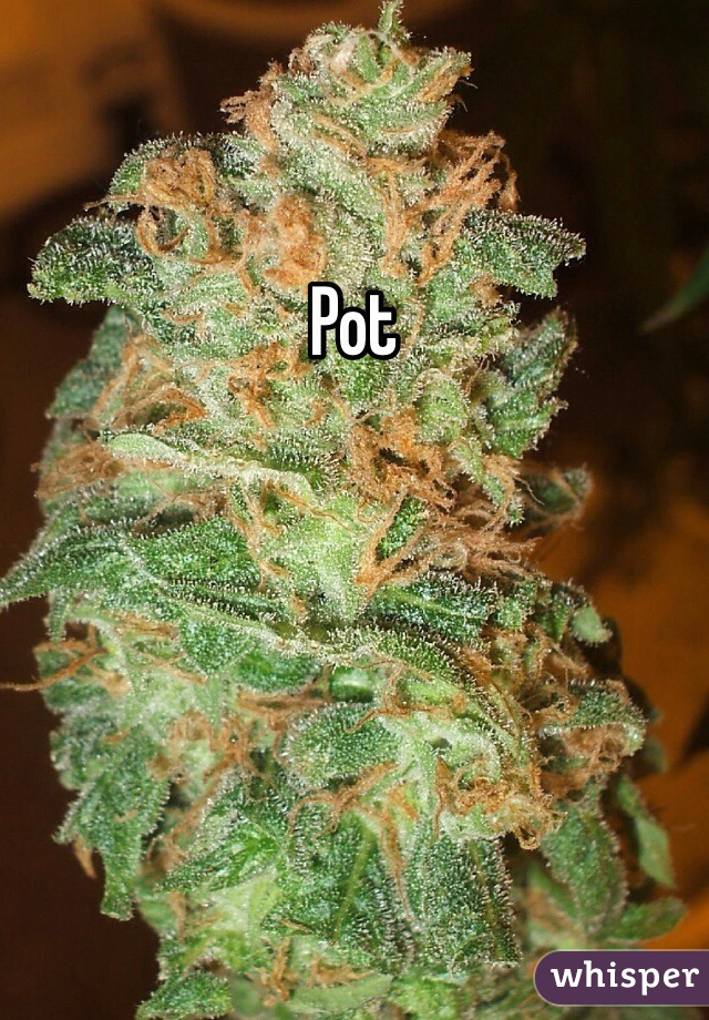 Pot 