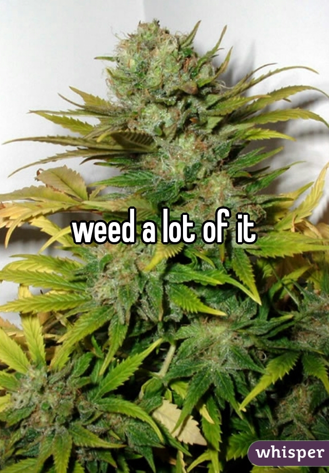 weed a lot of it