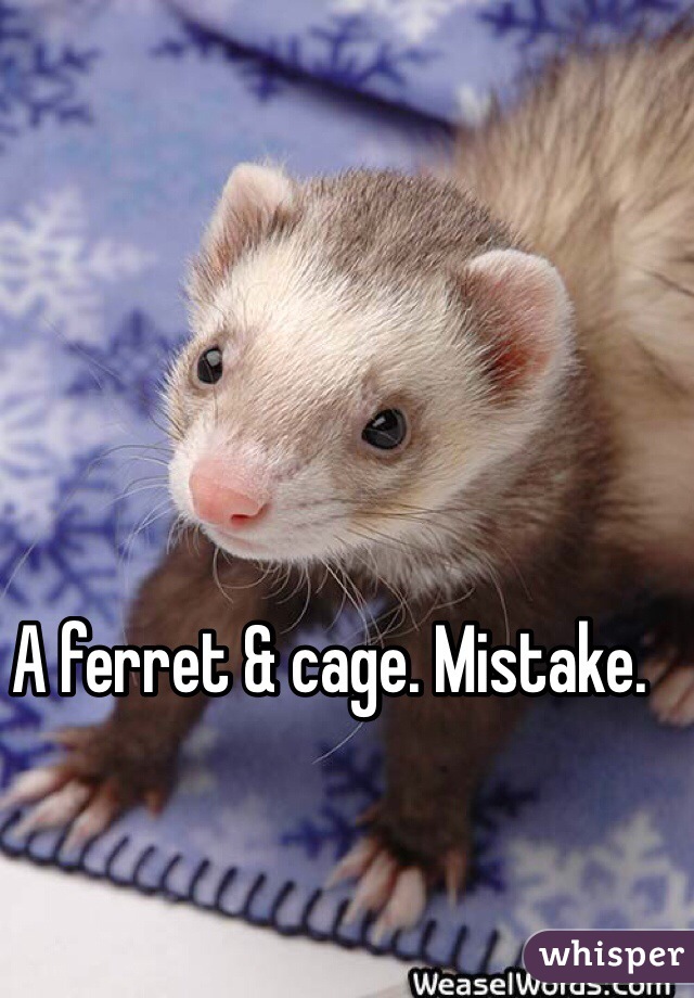 A ferret & cage. Mistake.