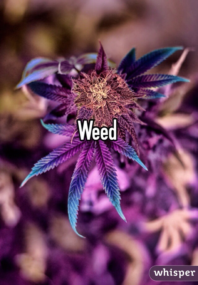 Weed