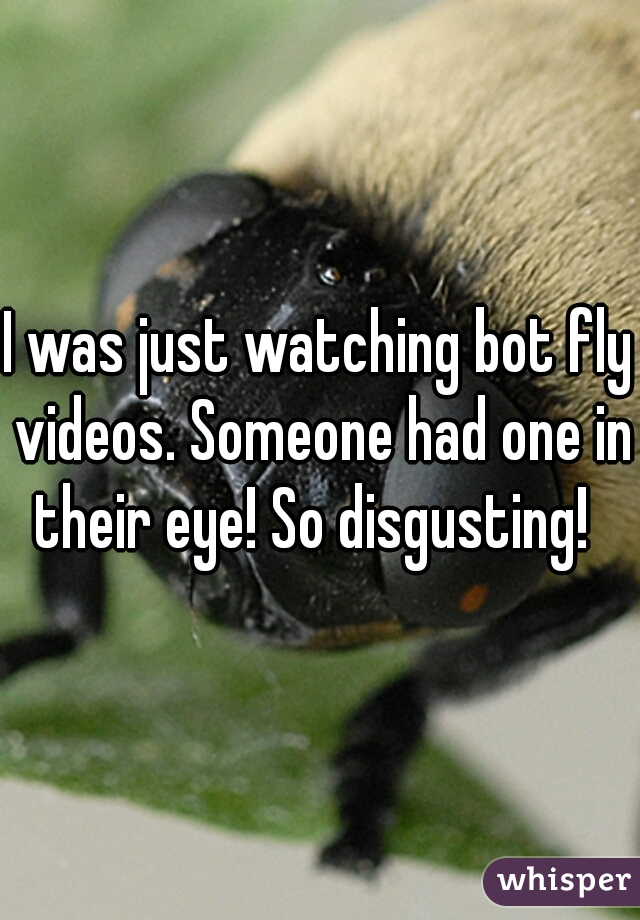 I was just watching bot fly videos. Someone had one in their eye! So disgusting!  