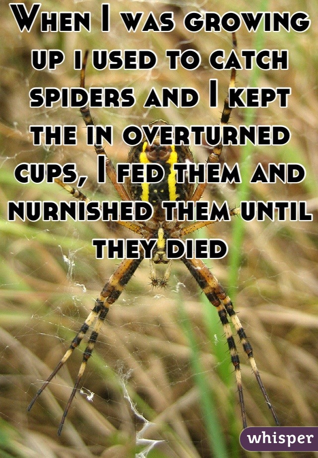 When I was growing up i used to catch spiders and I kept the in overturned cups, I fed them and nurnished them until they died