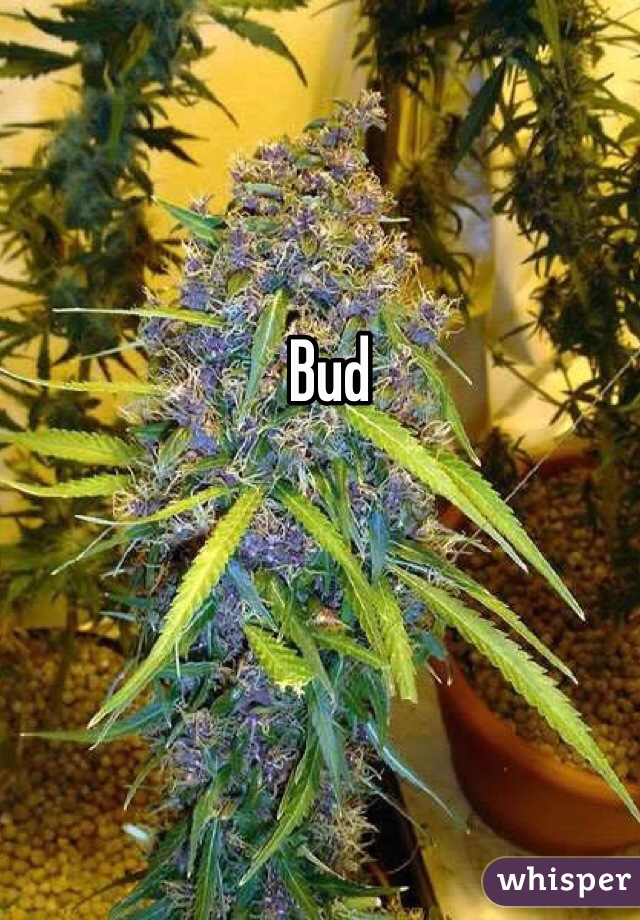 Bud 