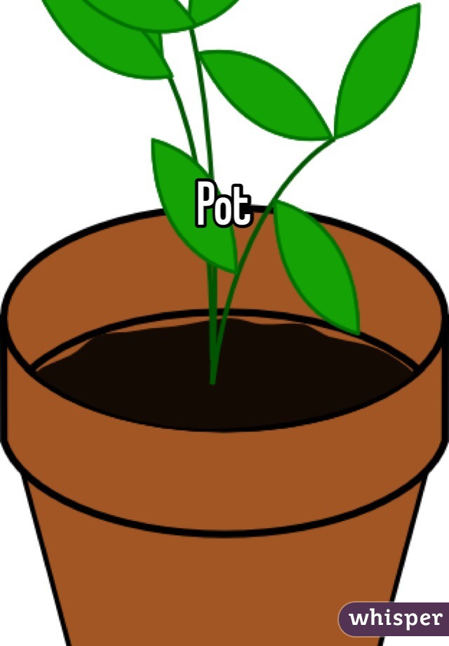 Pot