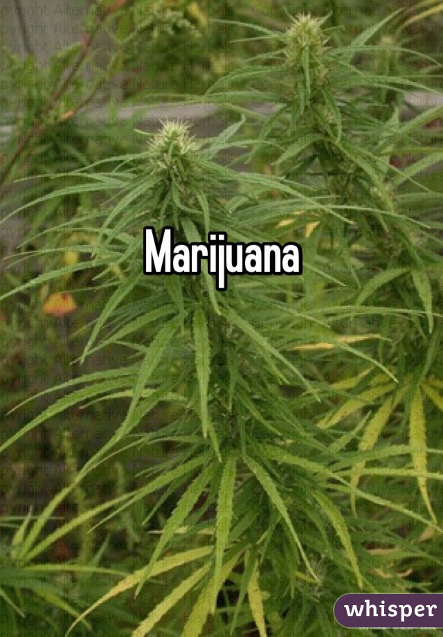 Marijuana 