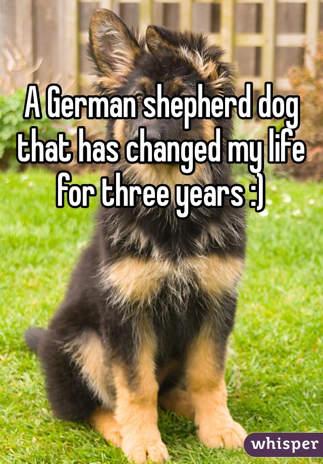 A German shepherd dog that has changed my life for three years :) 