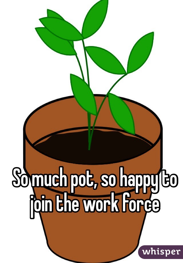 So much pot, so happy to join the work force 