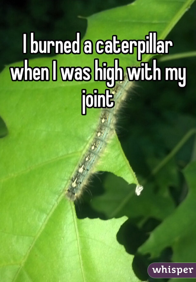 I burned a caterpillar when I was high with my joint 