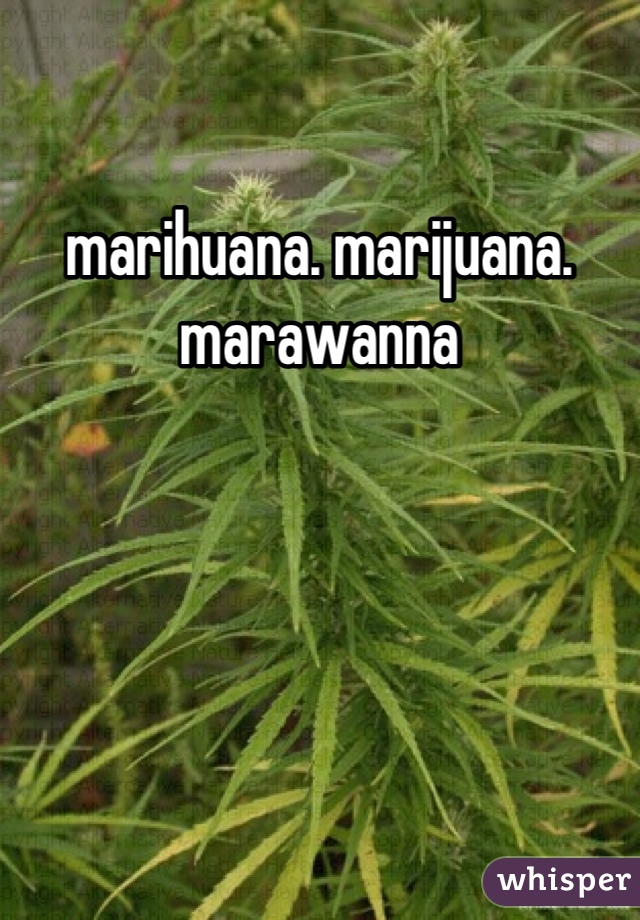 marihuana. marijuana. marawanna