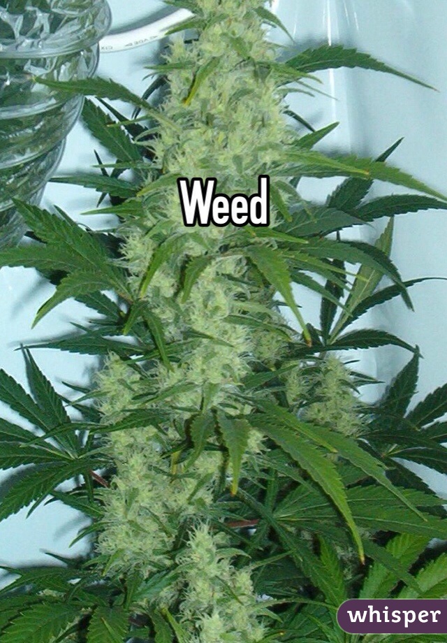 Weed