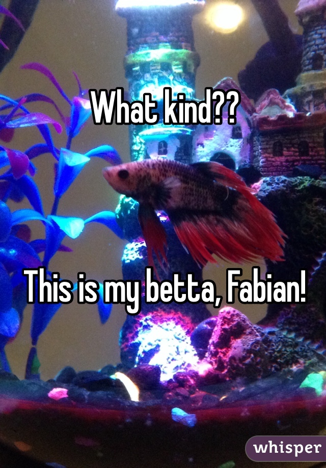 What kind?? 



This is my betta, Fabian!