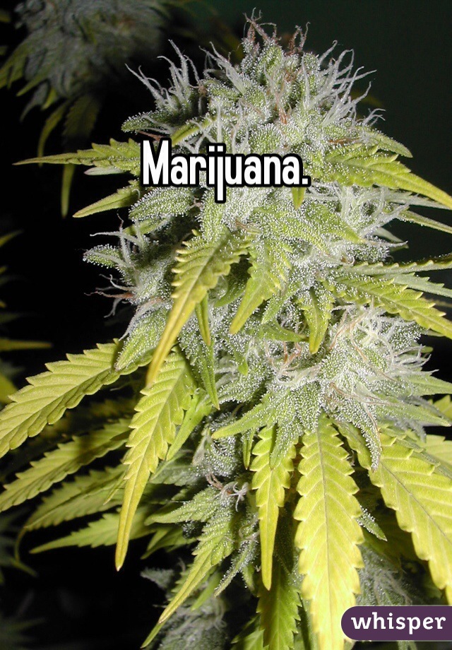 Marijuana. 