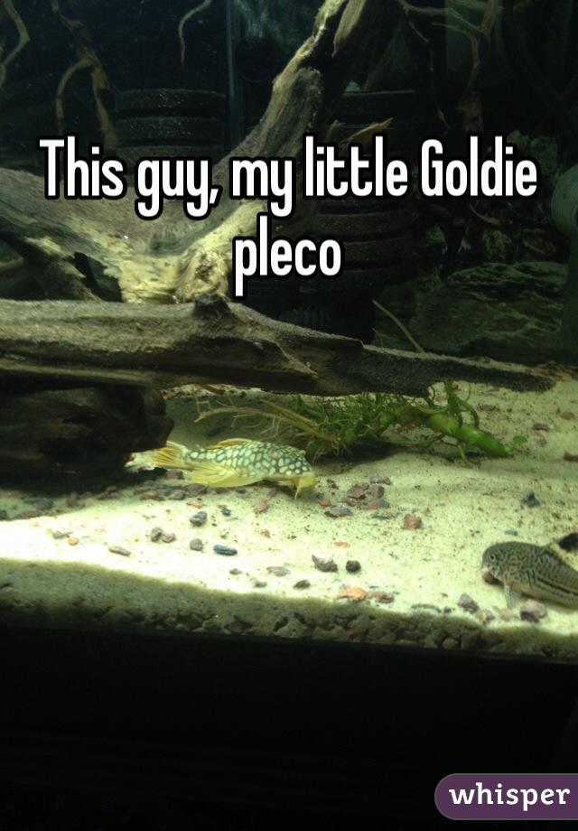 This guy, my little Goldie pleco 