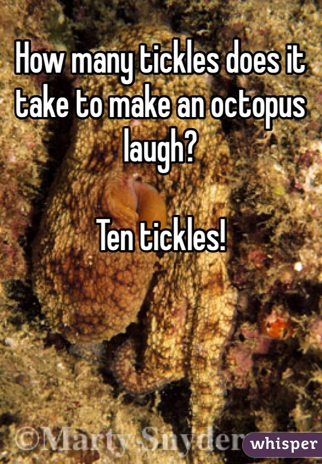 How many tickles does it take to make an octopus laugh? 

Ten tickles! 