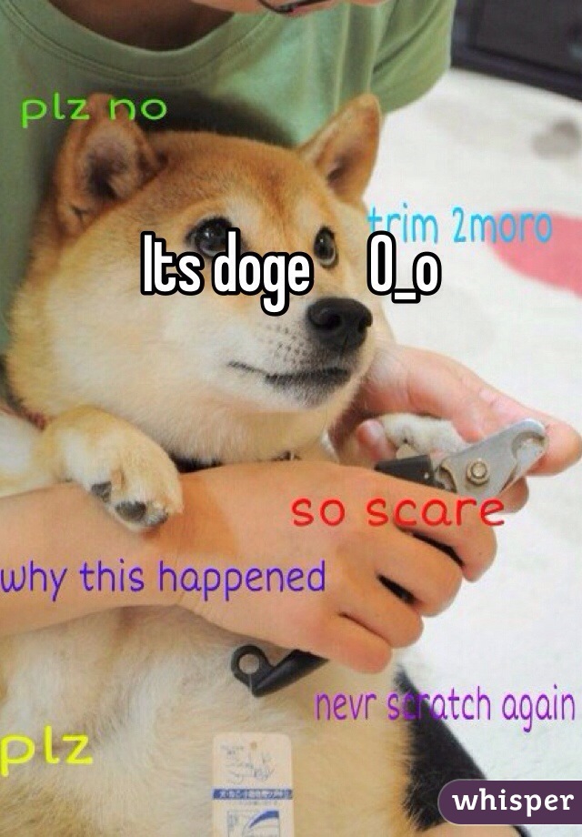 Its doge     O_o