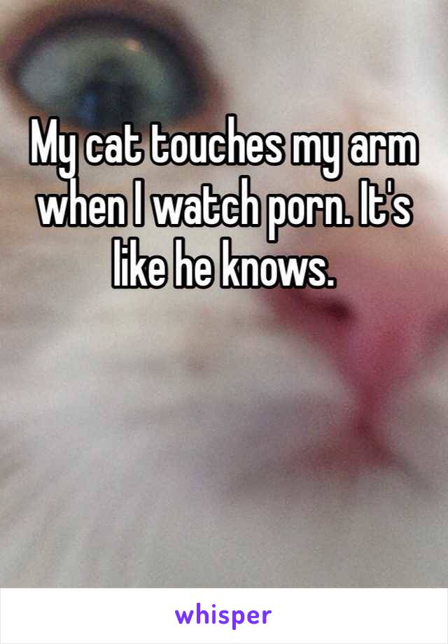 My cat touches my arm when I watch porn. It's like he knows. 