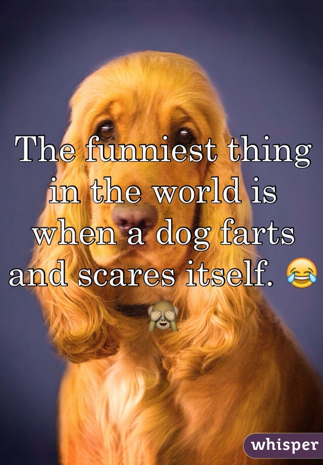 The funniest thing in the world is when a dog farts and scares itself. 😂🙈