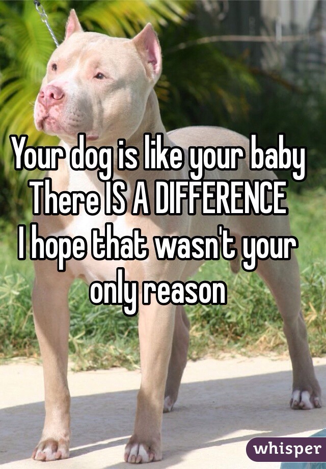 Your dog is like your baby 
There IS A DIFFERENCE
I hope that wasn't your only reason 