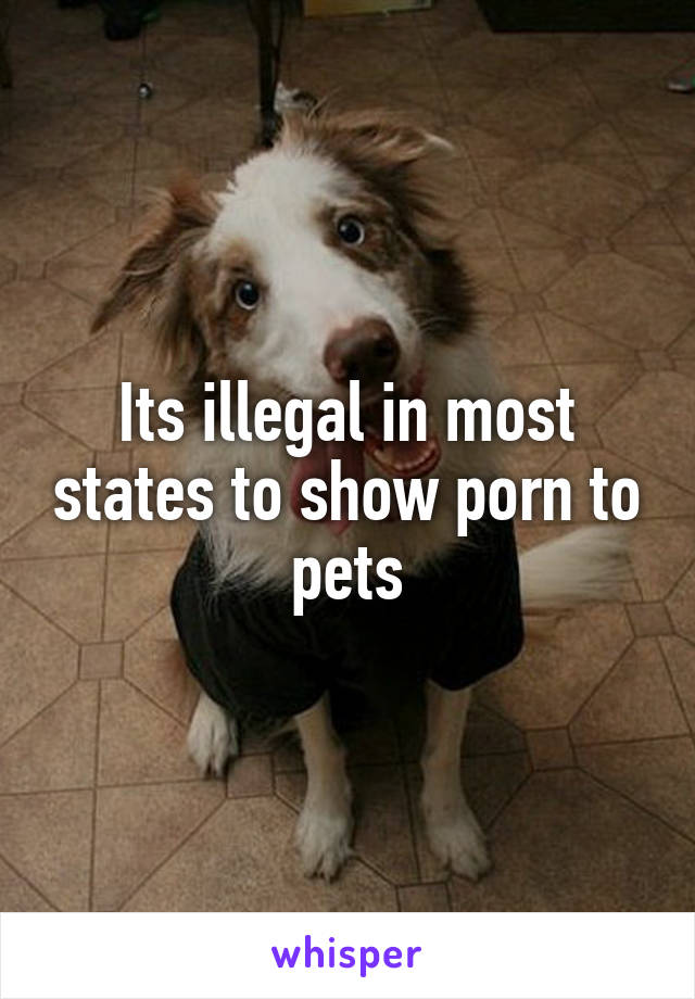 Its illegal in most states to show porn to pets