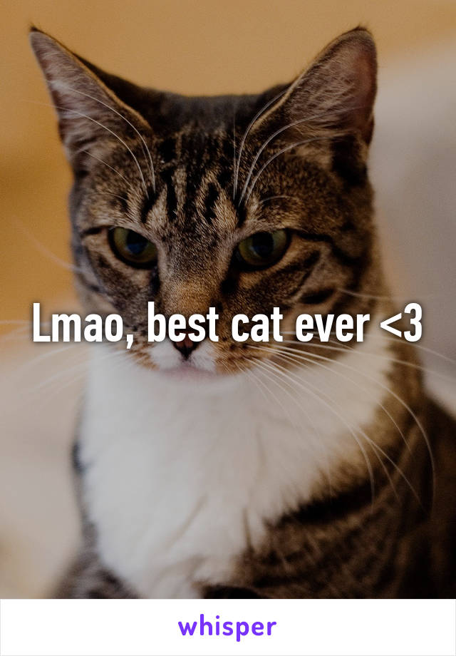 Lmao, best cat ever <3