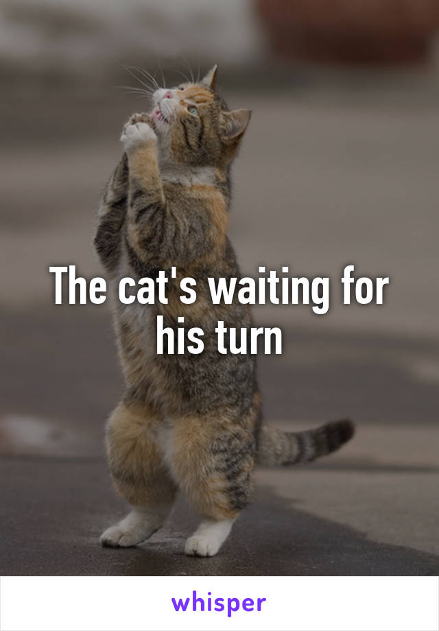 The cat's waiting for his turn