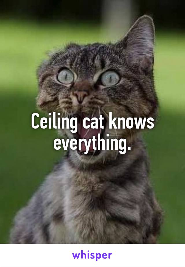 Ceiling cat knows everything.