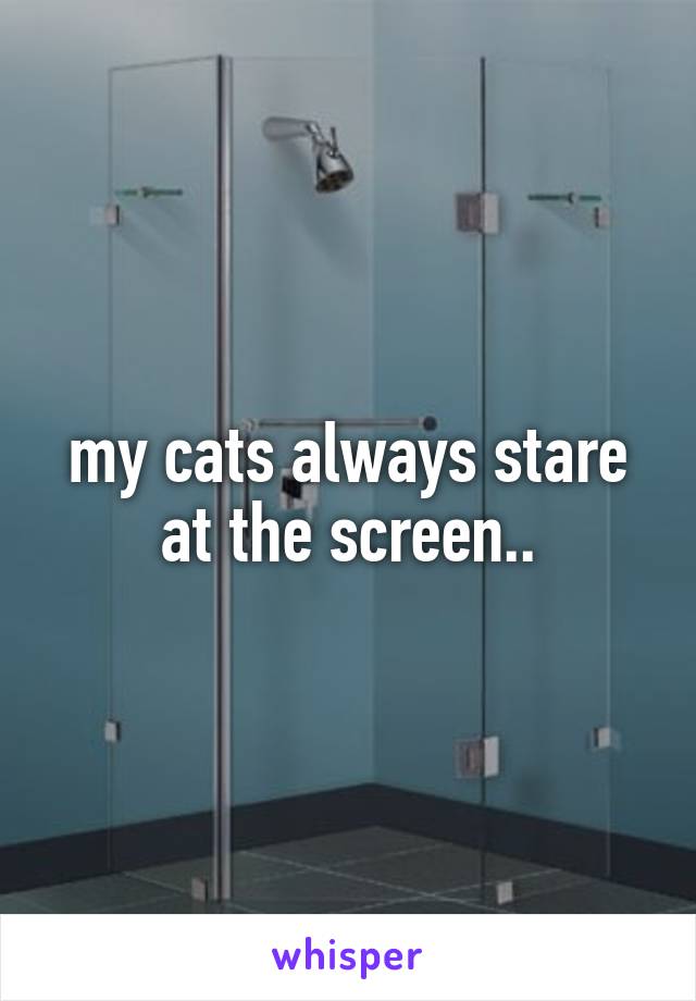 my cats always stare at the screen..