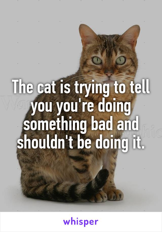 The cat is trying to tell you you're doing something bad and shouldn't be doing it.