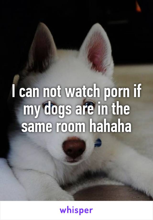 I can not watch porn if my dogs are in the same room hahaha