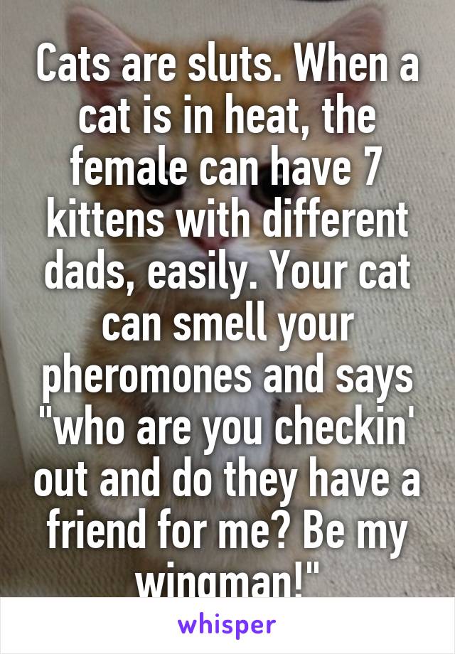 Cats are sluts. When a cat is in heat, the female can have 7 kittens with different dads, easily. Your cat can smell your pheromones and says "who are you checkin' out and do they have a friend for me? Be my wingman!"