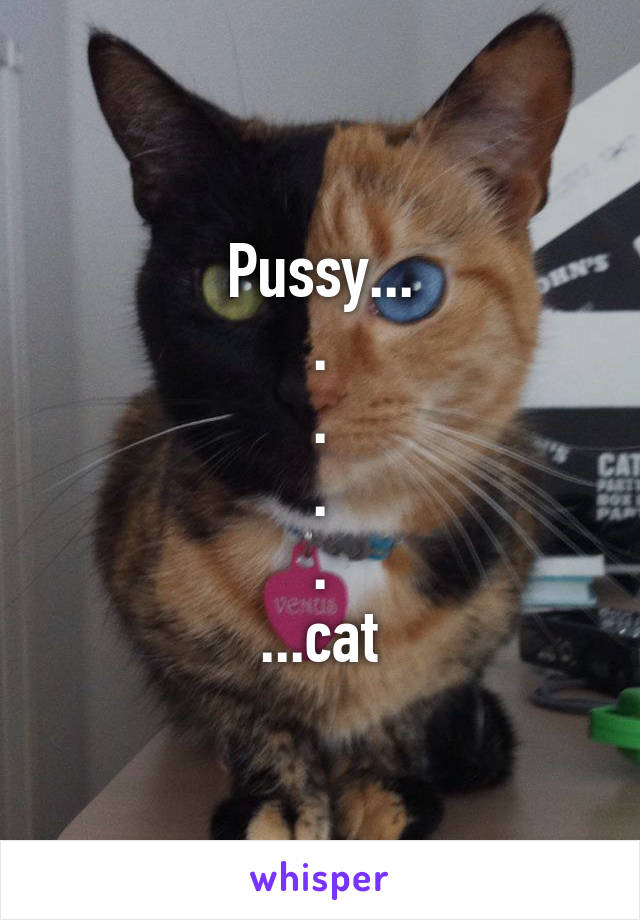 Pussy...
.
.
.
.
...cat