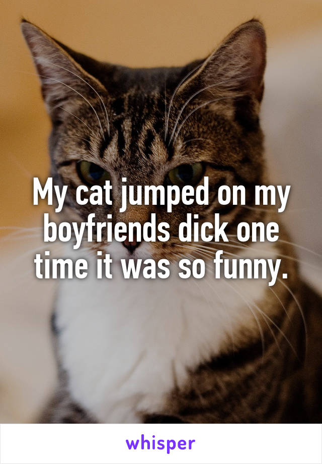 My cat jumped on my boyfriends dick one time it was so funny.