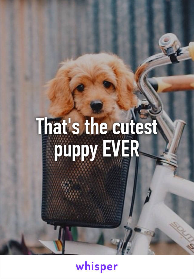 That's the cutest puppy EVER