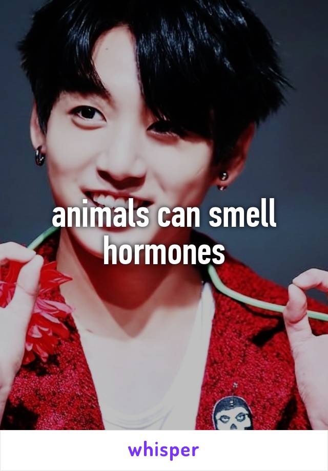 animals can smell hormones