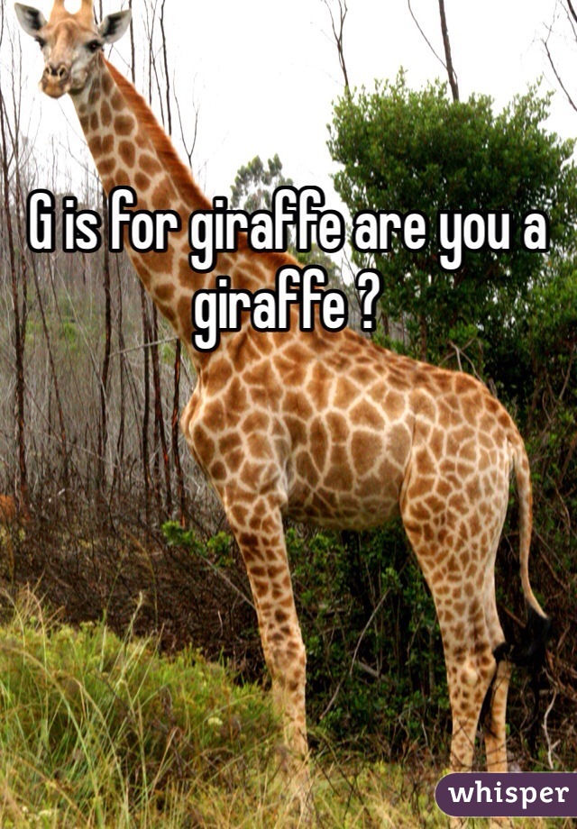 G is for giraffe are you a giraffe ?