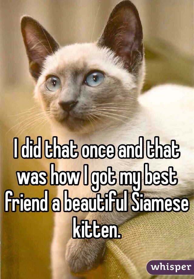 I did that once and that was how I got my best friend a beautiful Siamese kitten.