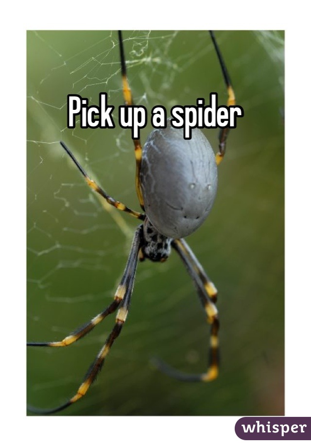 Pick up a spider