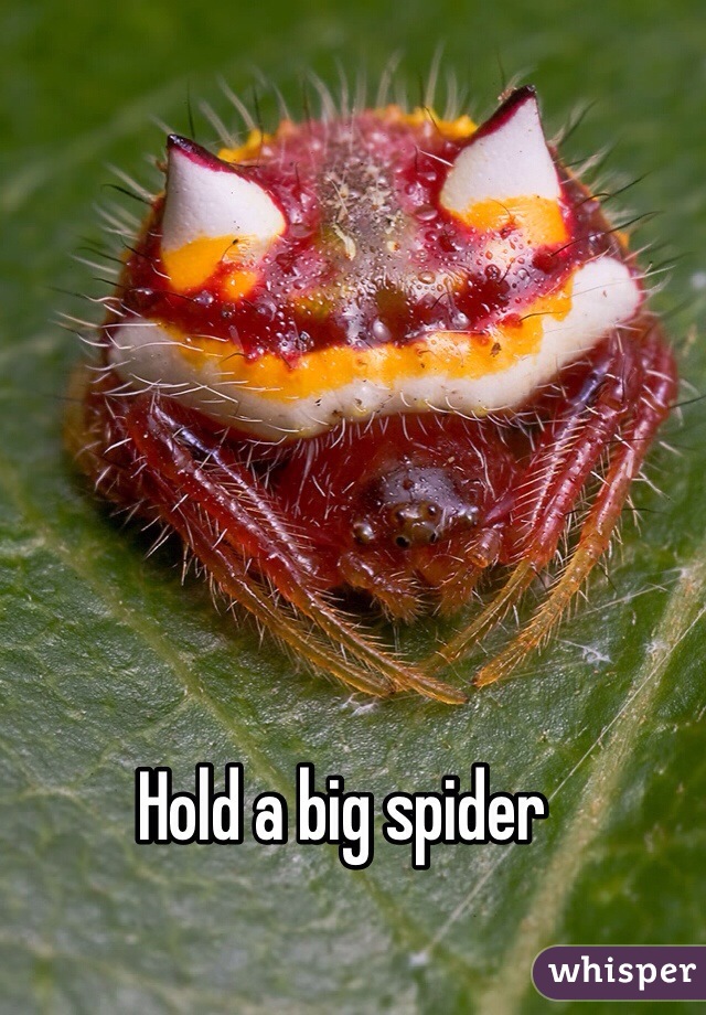 Hold a big spider