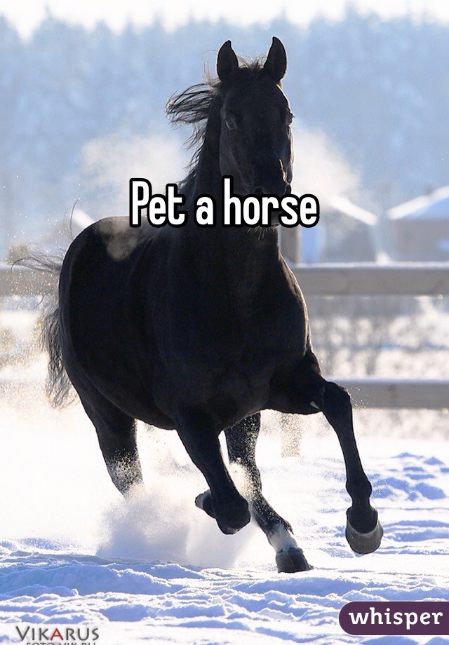 Pet a horse