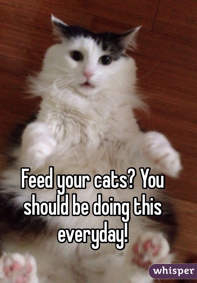 Feed your cats? You should be doing this everyday!