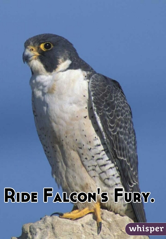 Ride Falcon's Fury.  