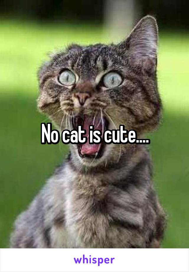 No cat is cute....