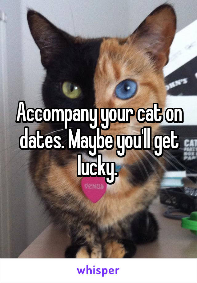 Accompany your cat on dates. Maybe you'll get lucky. 