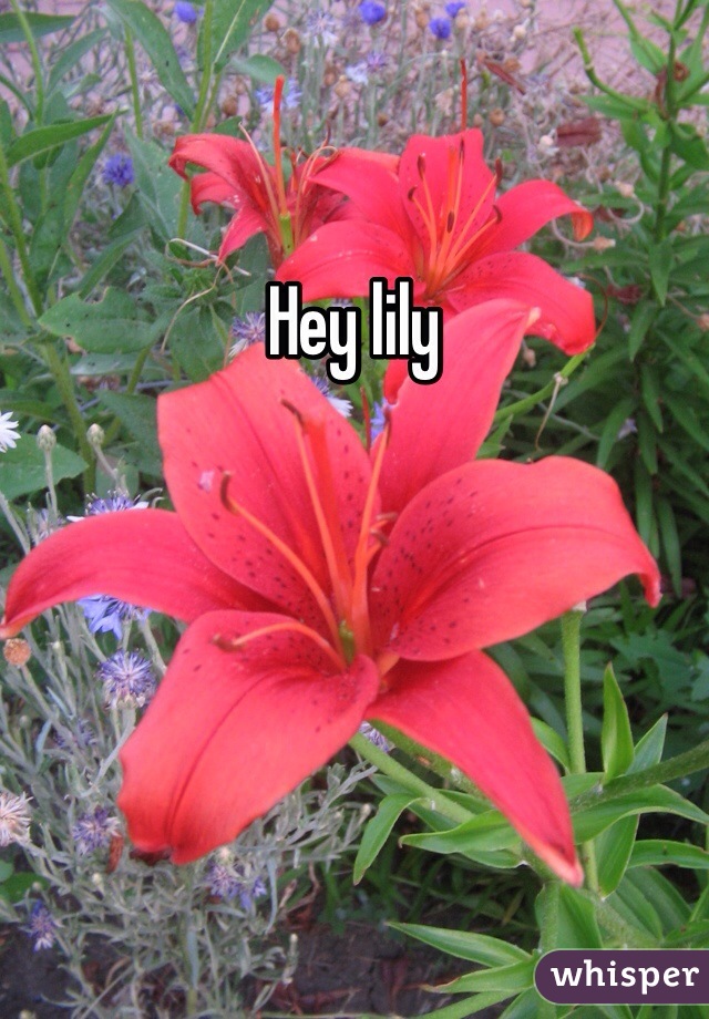 Hey lily