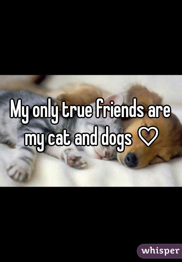 My only true friends are my cat and dogs ♡