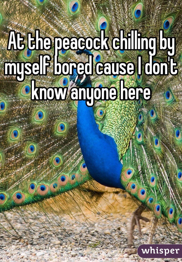 At the peacock chilling by myself bored cause I don't know anyone here 