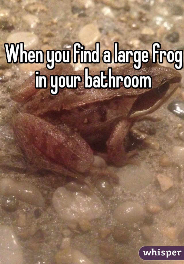 When you find a large frog in your bathroom