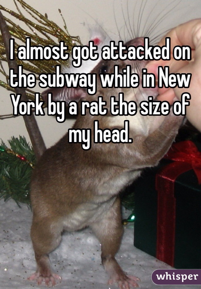 I almost got attacked on the subway while in New York by a rat the size of my head.