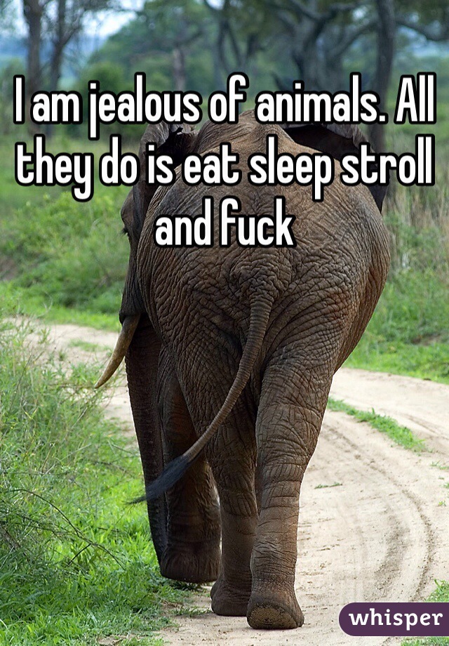I am jealous of animals. All they do is eat sleep stroll and fuck